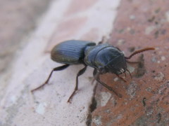 Dixus clypeatus