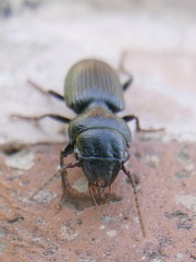 Dixus clypeatus