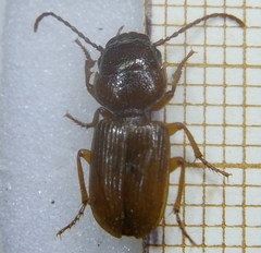 Dixus clypeatus
