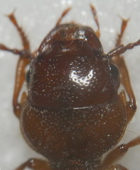 Dixus clypeatus