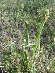 Anacamptis coriophora