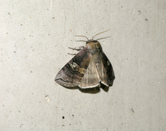 Tethea ocularis