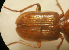 Dixus clypeatus