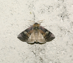 Tethea ocularis
