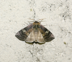 Tethea ocularis