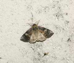 Tethea ocularis