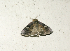 Tethea ocularis