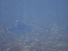 Alectis ciliaris