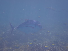 Alectis ciliaris