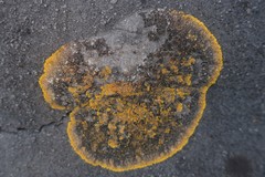 Variospora aurantia