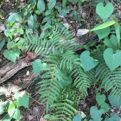 Pteris longipes
