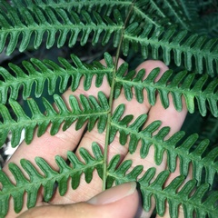 Pteris longipes