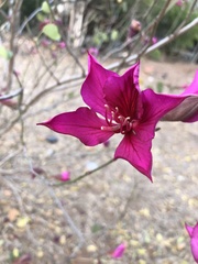 Bauhinia forficata