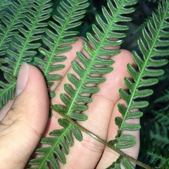 Pteris longipes