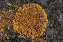 Variospora flavescens