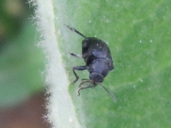 Bromius obscurus