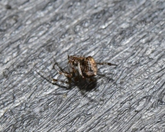 Theridiidae