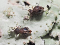 Sminthurus bivittatus