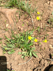 Ranunculus occidentalis