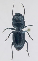 Dixus clypeatus