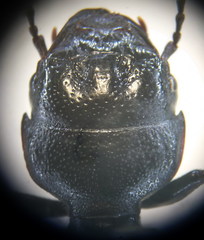 Dixus clypeatus