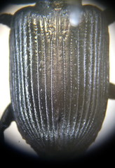 Dixus clypeatus