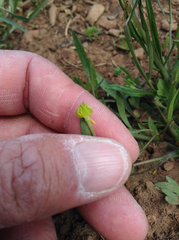 Ranunculus occidentalis