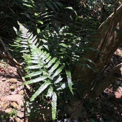 Microlepia calvescens