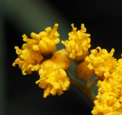 Flaveria cronquistii