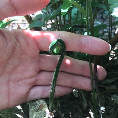 Microlepia calvescens