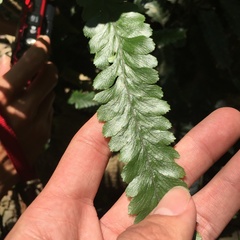 Microlepia calvescens