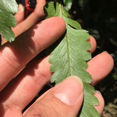 Microlepia calvescens
