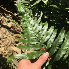 Microlepia calvescens