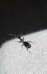 Mimocolliuris pilifera