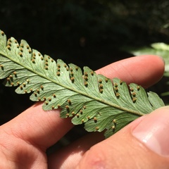 Microlepia calvescens