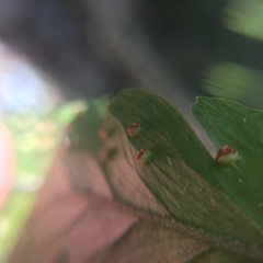 Microlepia calvescens