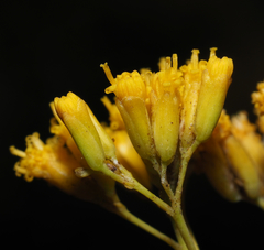 Flaveria cronquistii