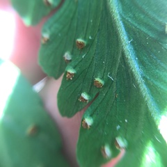 Microlepia calvescens