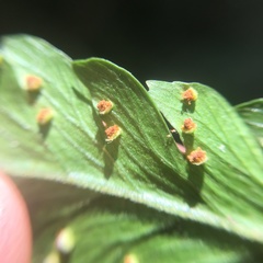 Microlepia calvescens