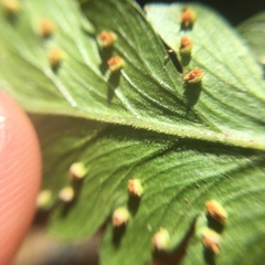 Microlepia calvescens