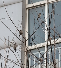 Passer montanus