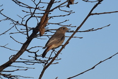 Phoenicurus ochruros