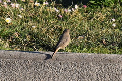 Phoenicurus ochruros