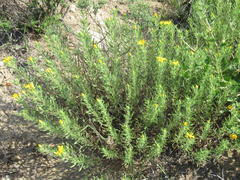 Heterotheca scabrifolia