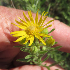 Heterotheca scabrifolia