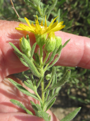 Heterotheca scabrifolia