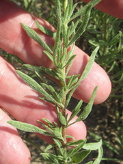 Heterotheca scabrifolia
