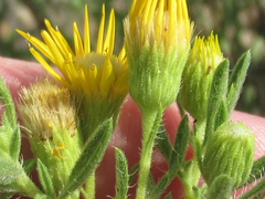Heterotheca scabrifolia