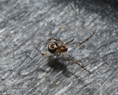 Theridiidae