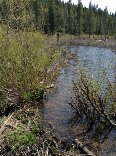 iNaturalist observation photo of American Beaver